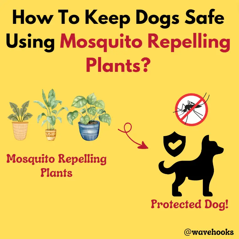 How To Use Mosquito Repellent Plants That Are Safe For Dogs Effectively?