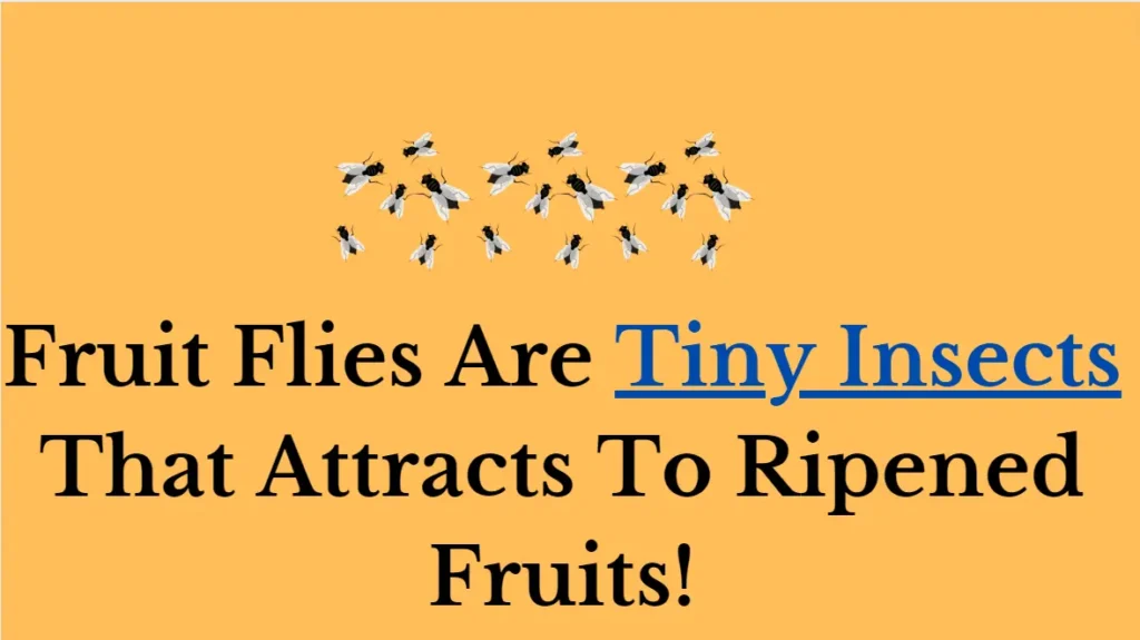 What are fruitflies?