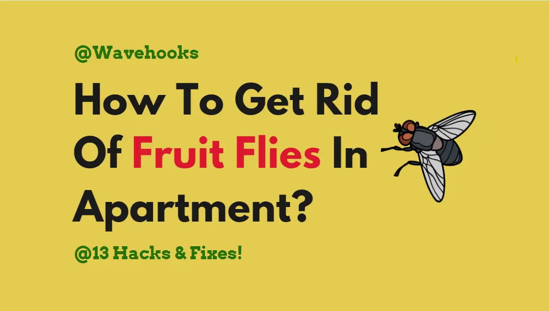 How To Get Rid Of Fruit Flies In Apartment ?