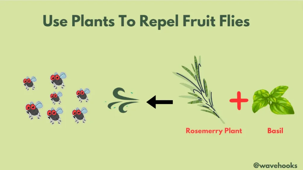 plants to repel fruit flies