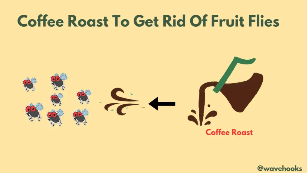 roasted coffee for fruit flies