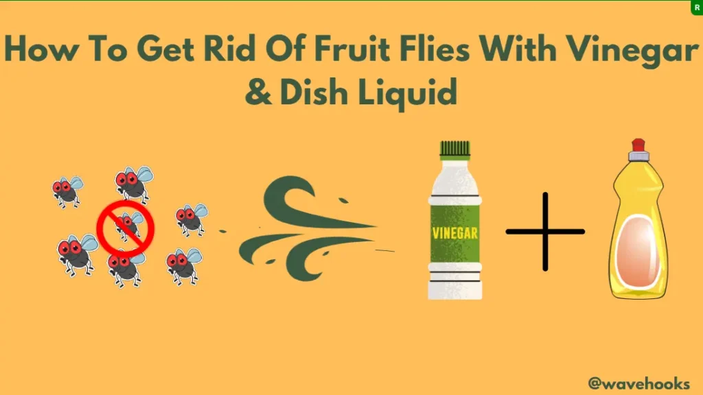 How To get Rid Of Fruit Flies Using Vinegar and Dish Soap