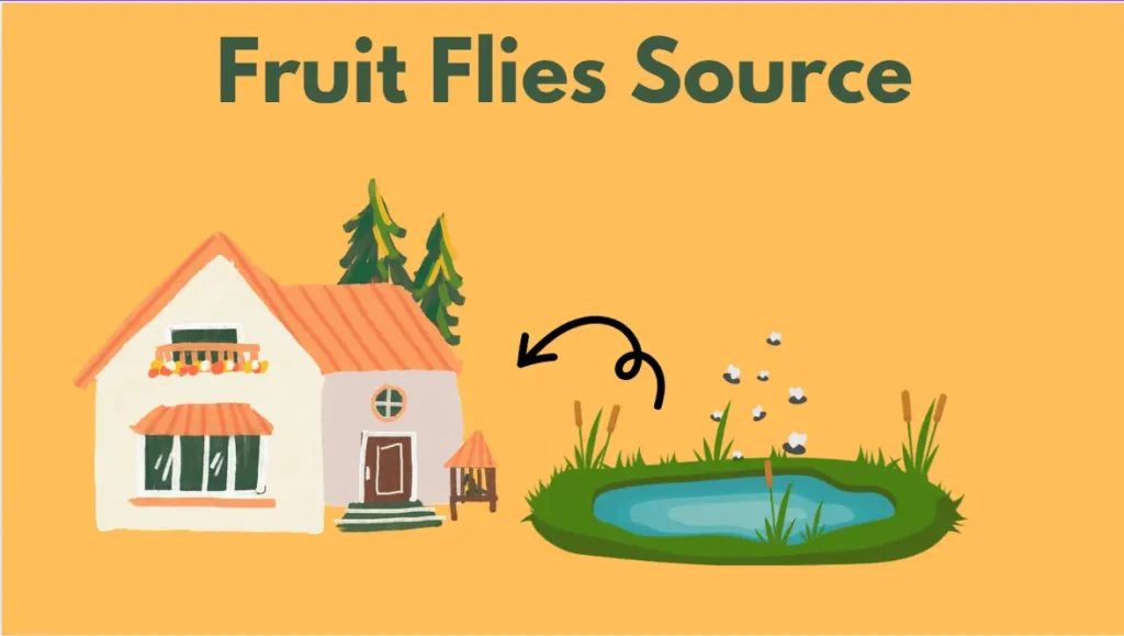 source for fruit flies