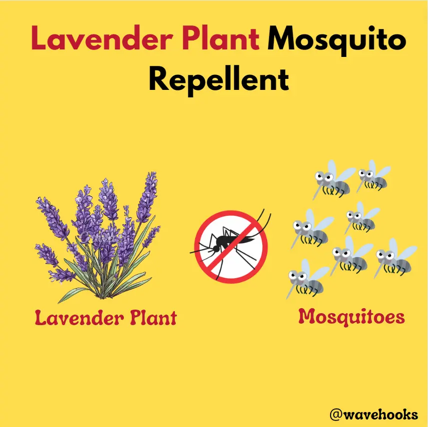 Lavender Plant Mosquito Repellent