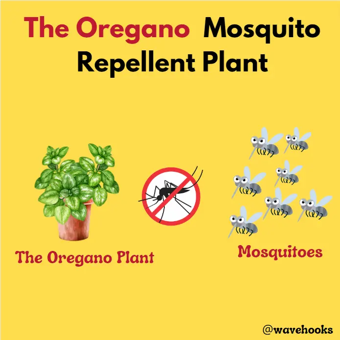 Oregano Mosquito Repellent Plants Safe For Dogs