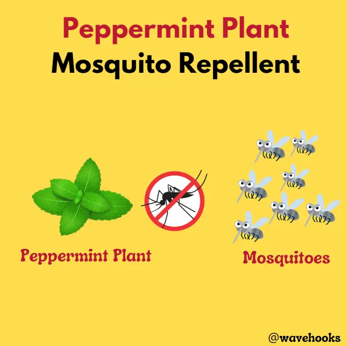 peppermint plants that repel mosquitoes that are safe for dogs