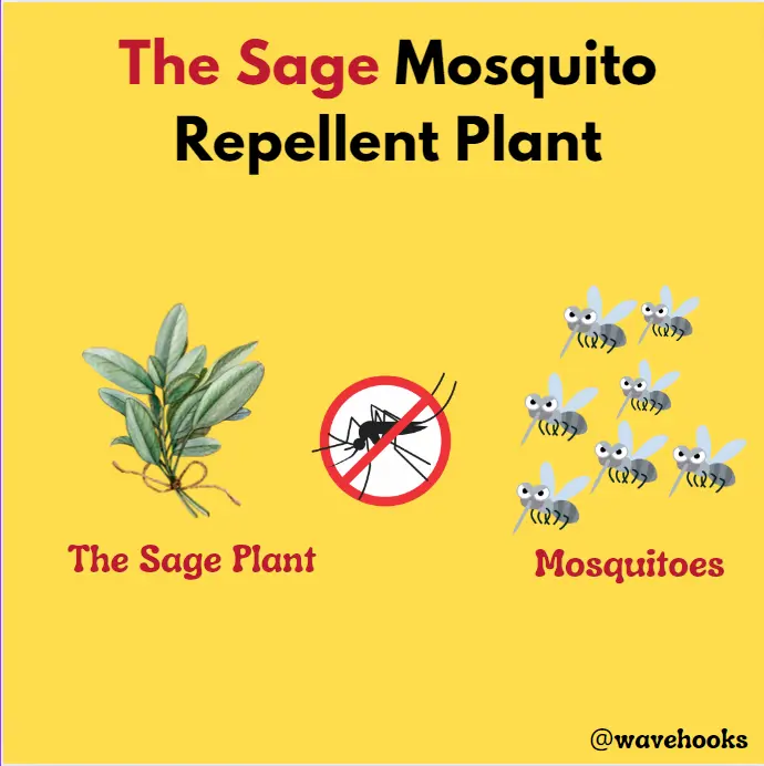 Sage to repel mosquitoes and safe for dogs