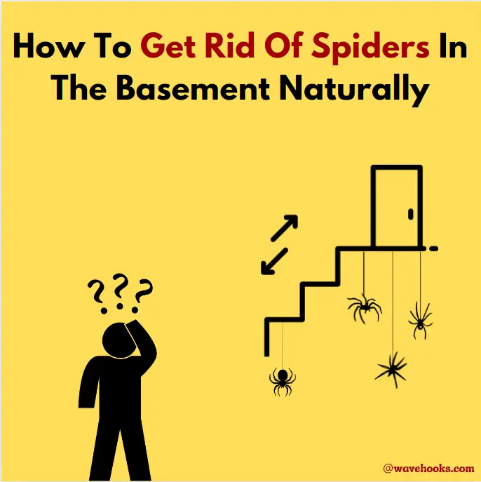 How to get rid of spiders in the basement naturally