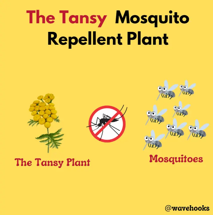 the tansy mosquito repellent plants safe for dogs