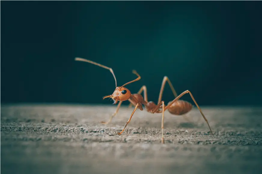 Why is it so challenging to keep ants away from our homes