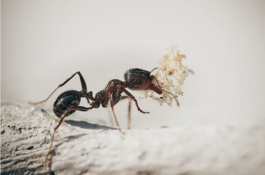 ant carrying food