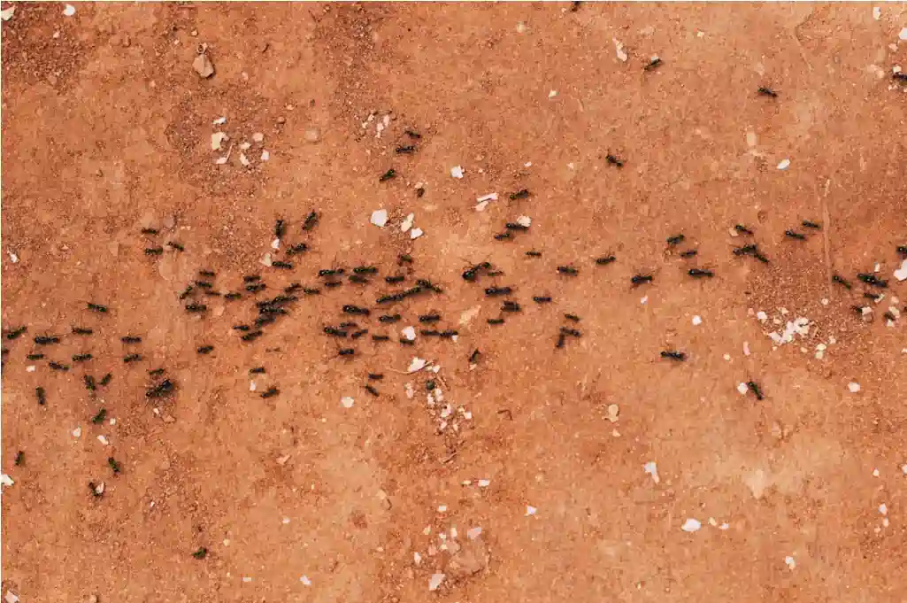 how to keep ants away from home naturally