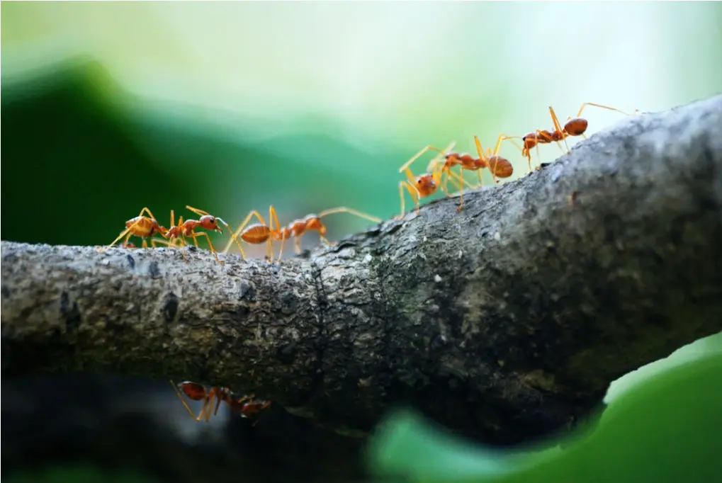 seal entry points to get rid of tiny ants in house