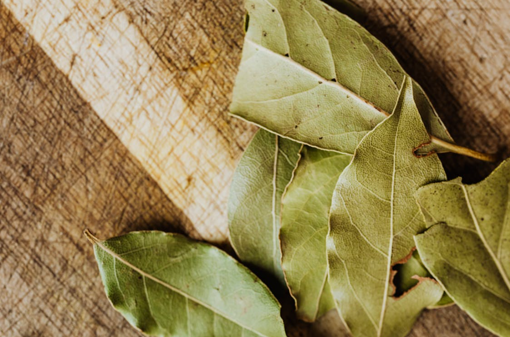 bay leaves to get rid of boxelder bugs