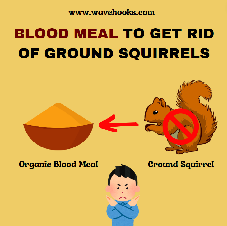 how to get rid of ground squirrels using blood meal