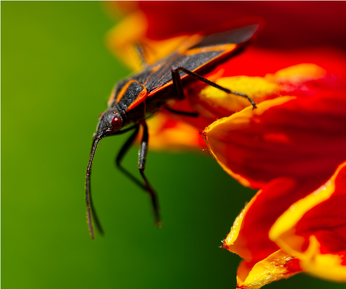 boxelder bug on flower