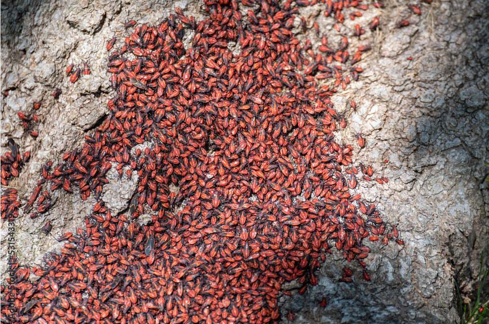 boxelder bugs inside the tree bark