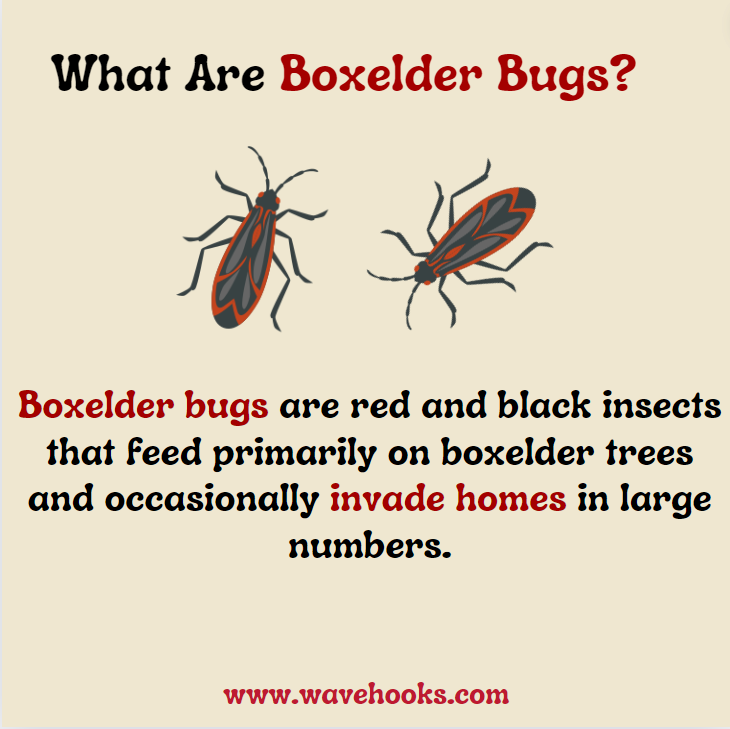 what are boxelder bugs