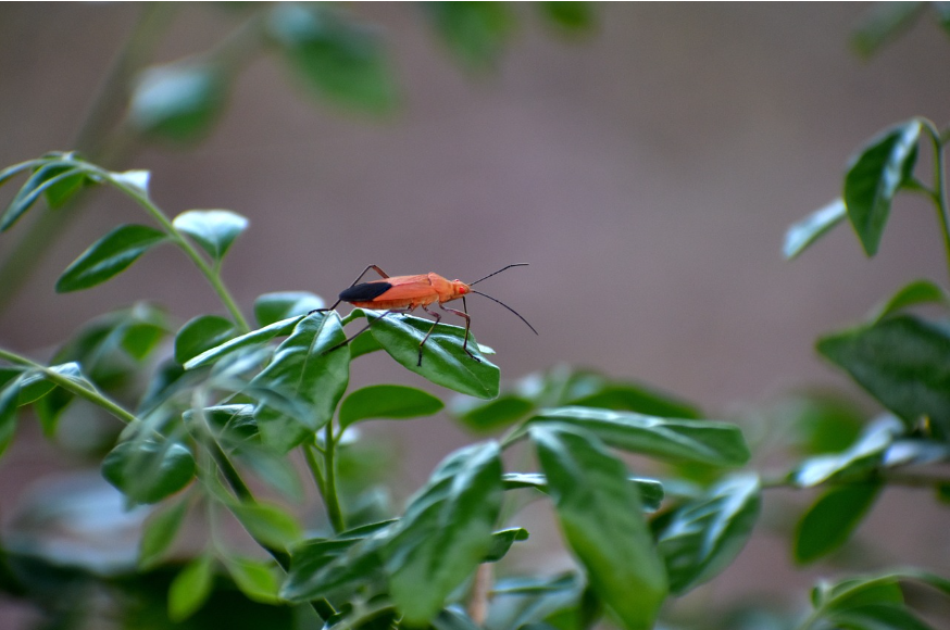 Boxelder bug on leaf