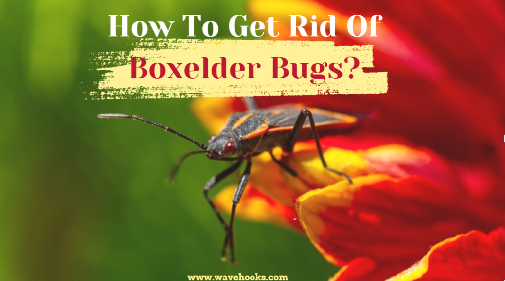 How to get rid of boxelder bugs?