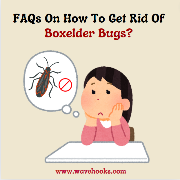 FAQs on How to get rid of boxelder bugs