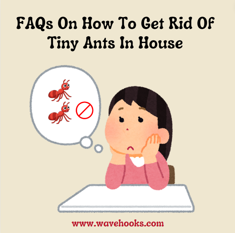 FAQS on How To Get Rid Of Ants In House