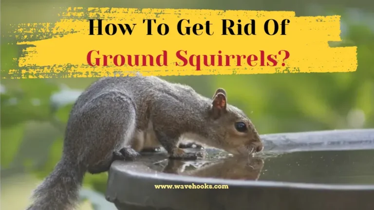 How to get rid of ground squirrels