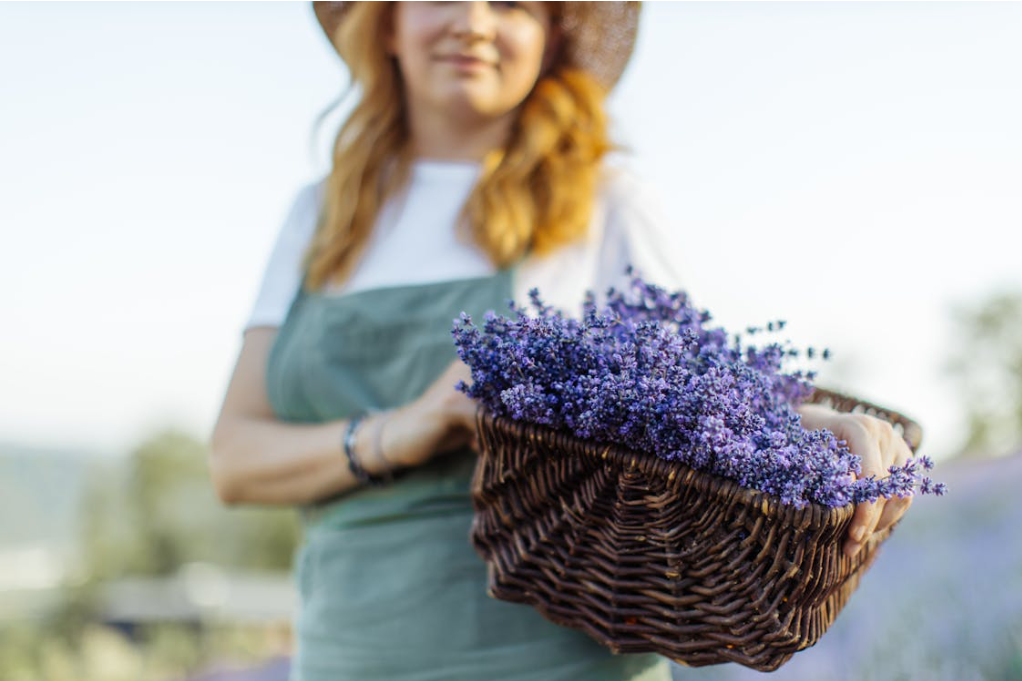 lavender plant in a basket