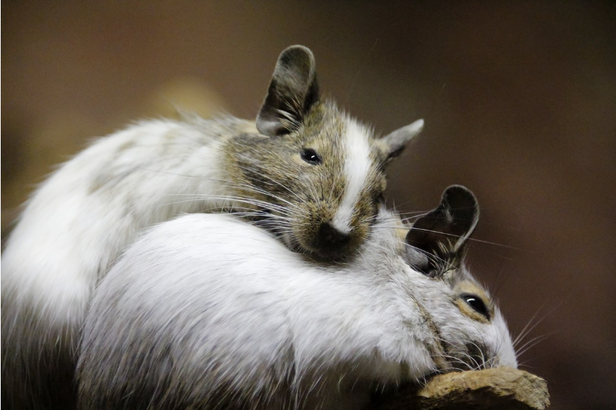 How To Keep Mice Out Of Garage Naturally In Winter