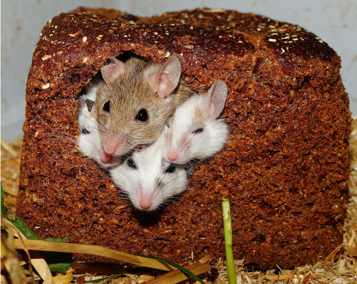 mice stuck in bread