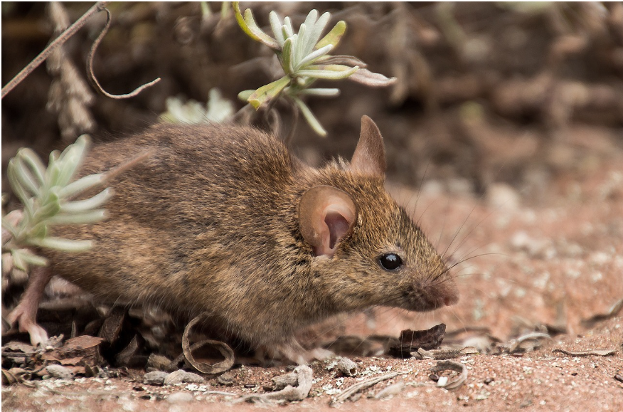 prevent mice in garage