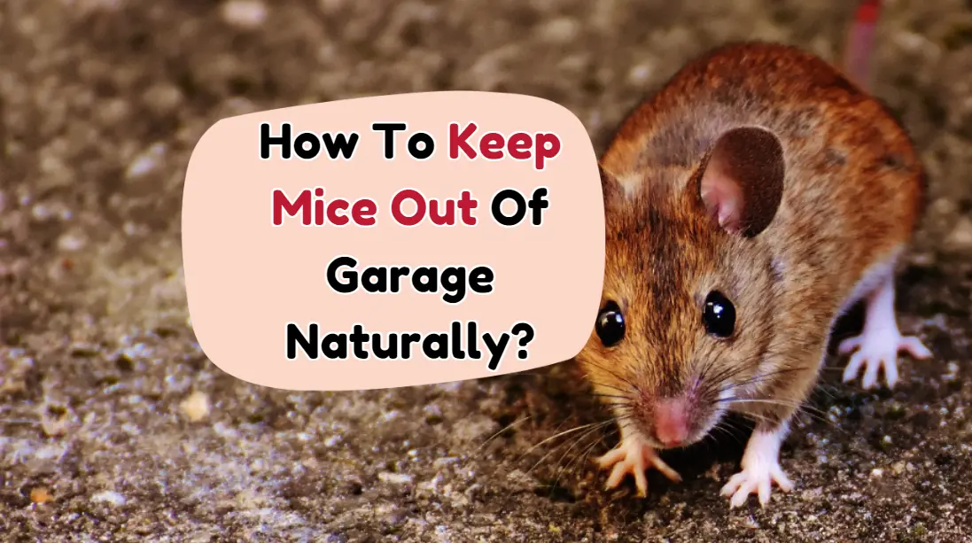 How To Keep Mice Out Of Garage Naturally