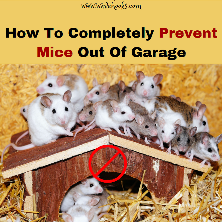 How To Completely Prevent Mice Out Of Garage