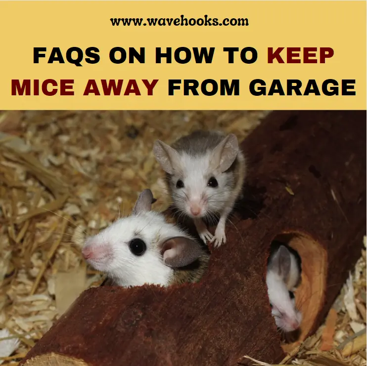 Frequently Asked Questions On How To keep Mice Away From Garage