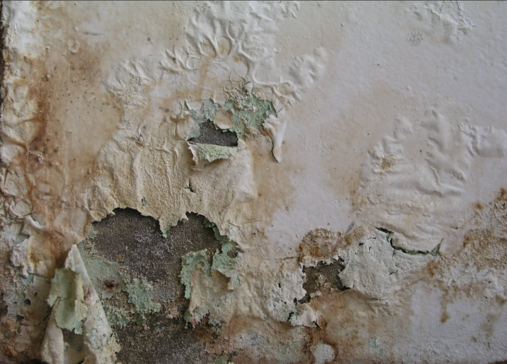 mold on wall