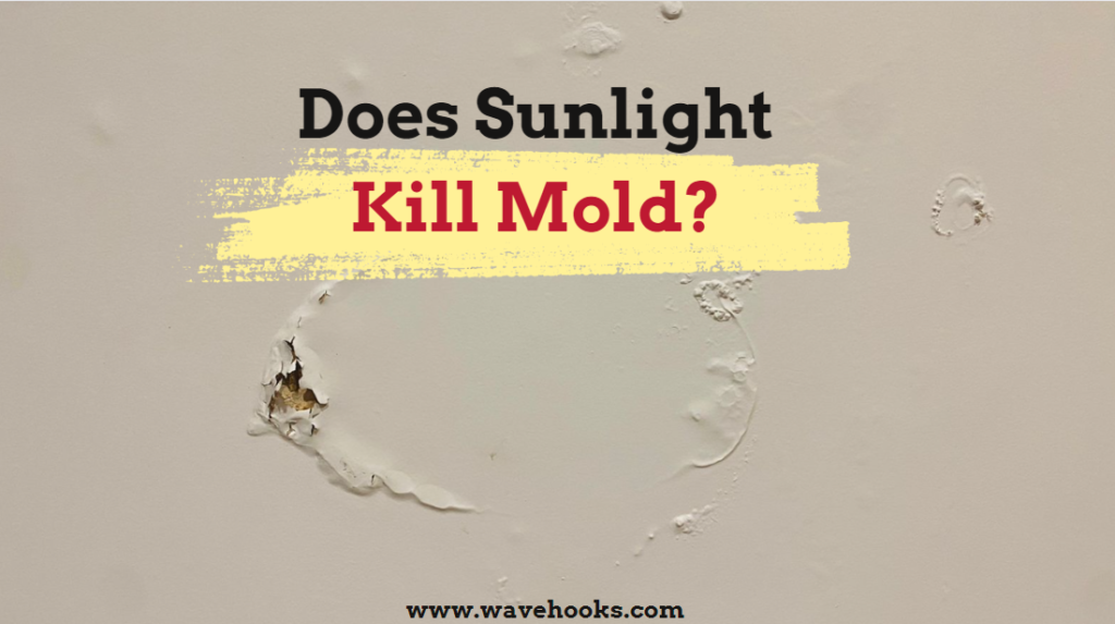 Does sunlight kill mold?