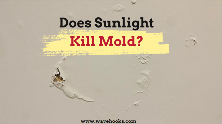 Does Sunlight Kill Mold: How Well Is Sunlight Against Mold?