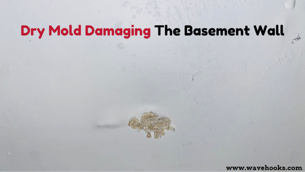 dry mold damaging basement wall