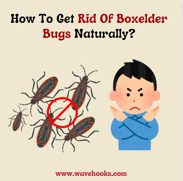 how to get rid of boxelder bugs naturally