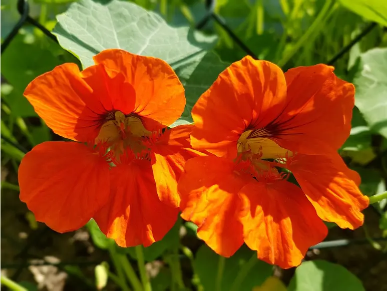 nasturtium flowers to get rid of tiny ants from house