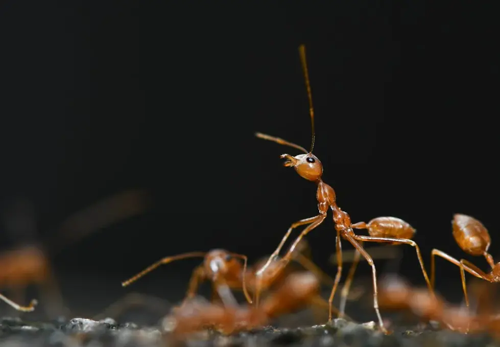 rent ant image