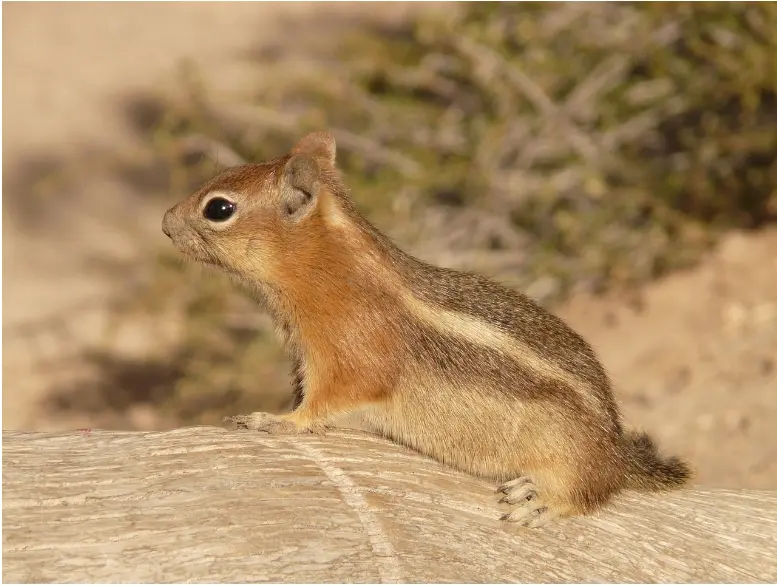 ground squirrel looking 