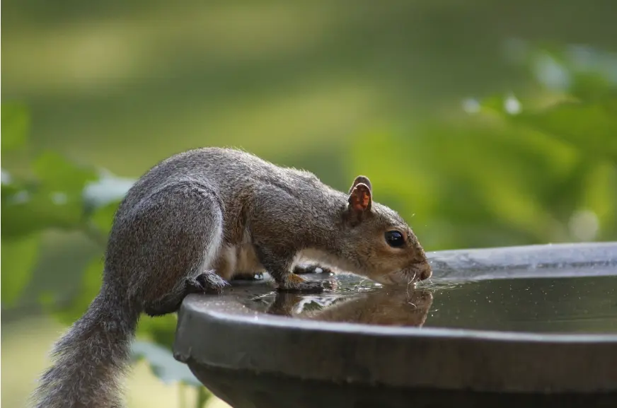 ground squirrel drinking water