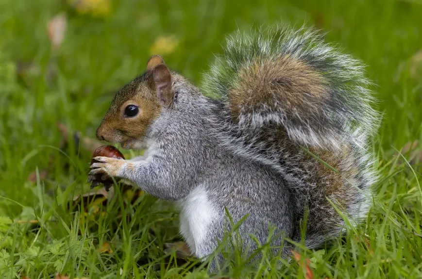 ground squirrel eating