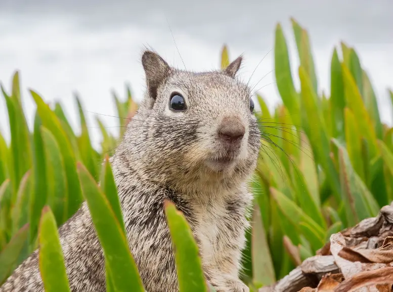 Natural Remedies To Get Rid Of Ground Squirrels