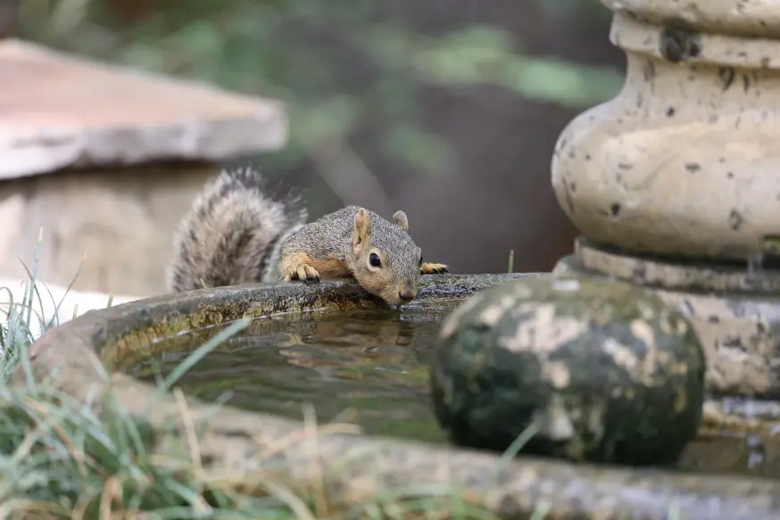 Homemade poison for ground squirrels