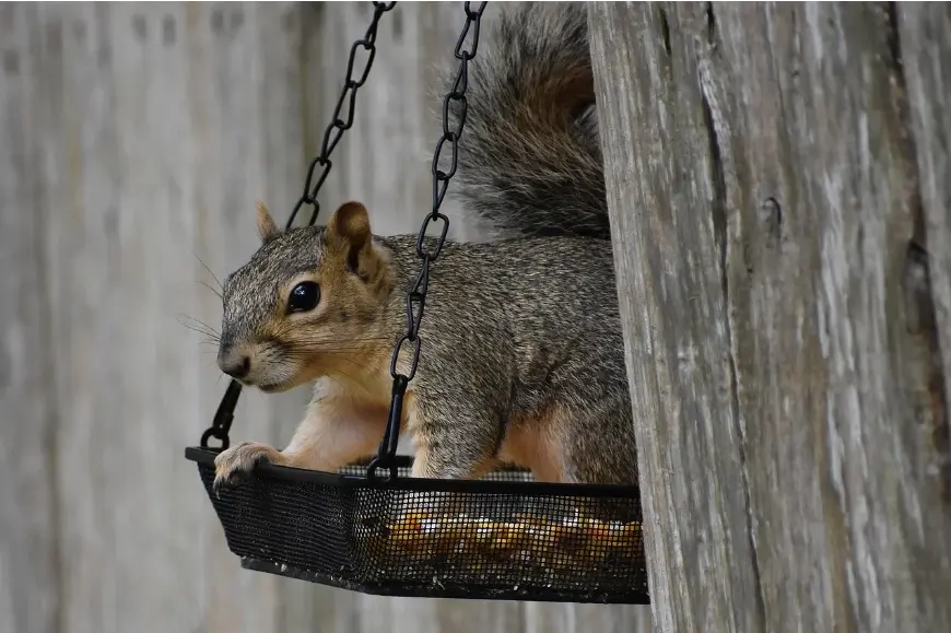 Physical Barriers To Get Rid Of Ground Squirrels