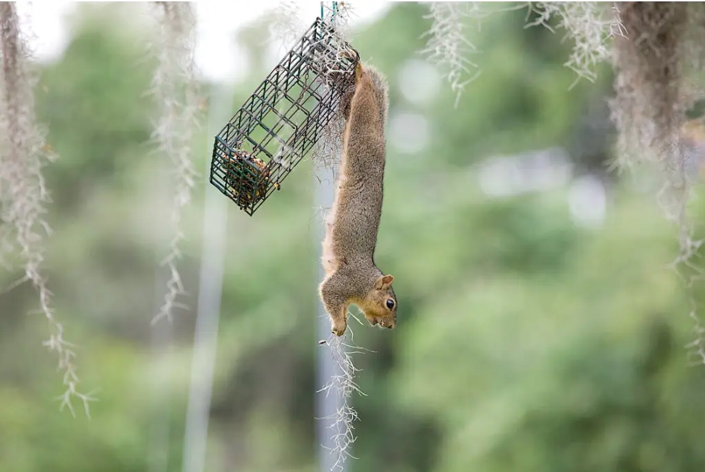 Trapping And Relocation To Get Rid Of Ground Squirrels