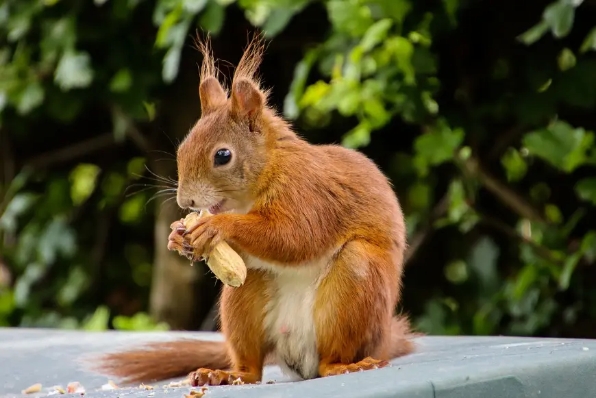 Preventive Measures To Get Rid Of Ground Squirrels