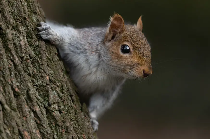 ground squirrel peeking from tree